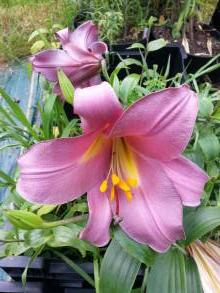 liliaceae 
     lilium 
     regale 
     Pink Perfection 
     lys royal