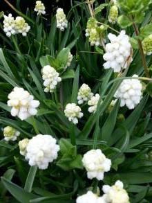 hyacinthaceae 
     muscari 
     aucheri 
     White Magic 
     muscari