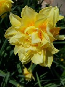 amaryllidaceae 
     narcissus 
     double 
     Butter and Eggs 1777 
     narcisse