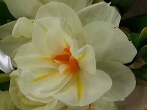 narcissus double sir winston churchill