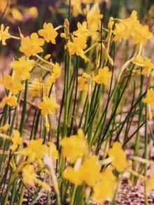 amaryllidaceae 
     narcissus 
     jonquilla 
     var. henriquesii 
     Narcisse-jonquille