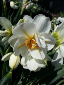 amaryllidaceae 
     narcissus 
     poeticus double 
     Albus Plenus Odoratus 
     "narcisse du poète" double
