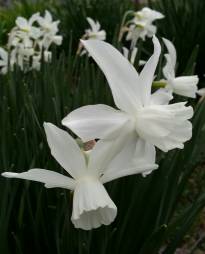 amaryllidaceae 
     narcissus 
     triandus 
     Thalia 
     narcisse