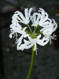 amaryllidaceae 
     nerine 
     flexuosa 
     Alba 
     nérine