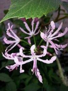 amaryllidaceae 
     nerine 
     undulata 
      
     nérine ondulée