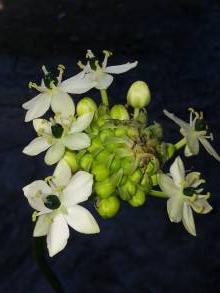 hyacinthaceae 
     ornithogalum 
     saundersiae 
      
     ornithogale