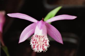 orchidaceae 
     pleione 
     bulbocodoides 
      
     Orchidée terrestre