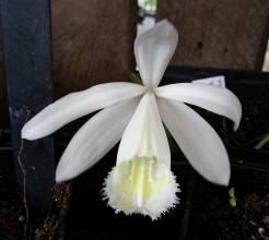 orchidaceae 
     pleione 
     formosana 
     Alba 
     Orchidée terrestre