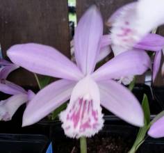 orchidaceae 
     pleione 
     formosana 
      
     Orchidée terrestre