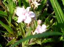 rhodohypoxis lily jean