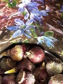hyacinthaceae 
     scilla 
     siberica 
      
     Scille de Sibérie