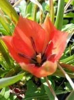 liliaceae 
     tulipa botanique 
     batalinii 
     Red Gem 
     tulipe