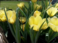 tulipa batalinii yellow jewel