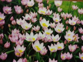 tulipa botanique bakeri lilac wonder