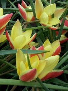 liliaceae 
     tulipa botanique 
     clusiana 
     Cynthia 
     tulipe
