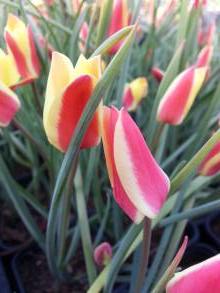 tulipa botanique clusiana cynthia