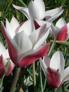 tulipa botanique clusiana peppermintstick