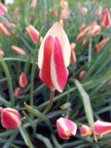 tulipa botanique clusiana sheila