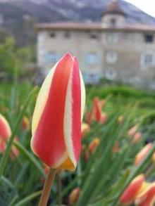 tulipa botanique clusiana tinka