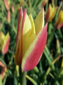 liliaceae 
     tulipa botanique 
     clusiana 
     Tubergen's Gem 
     tulipe