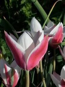 liliaceae 
     tulipa botanique 
     clusiana 
     var. clusiana 
     tulipe