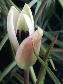 liliaceae 
     tulipa botanique 
     clusiana 
     var. stellata 
     tulipe