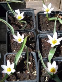 tulipa botanique cretica