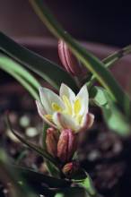 tulipa botanique cretica3 jpg