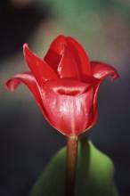 tulipa botanique eichleri2 jpg