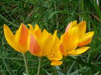 tulipa botanique hewery 2