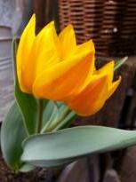 tulipa botanique hewery 3