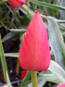 tulipa botanique hoogiana
