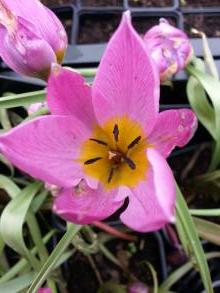tulipa botanique humilis eastern star