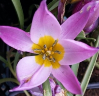 tulipa botanique humilis helena