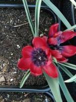 liliaceae 
     tulipa botanique 
     humilis 
     Liliput 
     tulipe
