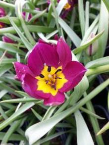 tulipa botanique humilis persian pearl