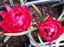 tulipa botanique humilis tete a tete 1