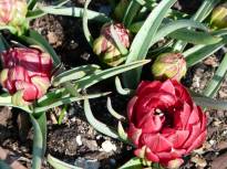 tulipa botanique humilis tete a tete3 jpg