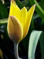 tulipa botanique iliensis