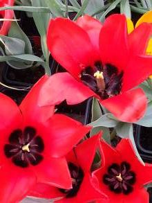 liliaceae 
     tulipa botanique 
     ingens 
      
     tulipe
