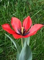 tulipa botanique lanata