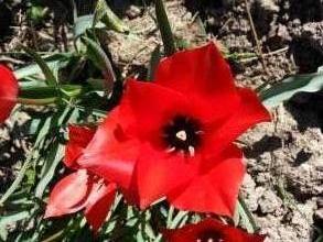tulipa botanique linifolia