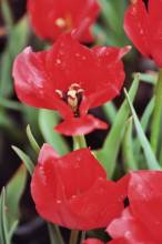 tulipa botanique linifolia red hunter1 jpg