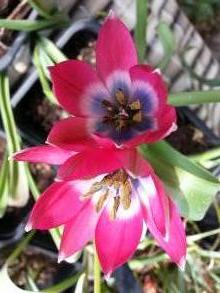 liliaceae 
     tulipa botanique 
     hageri 
     Little Beauty 
     tulipe