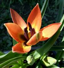 tulipa botanique little princess