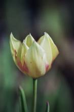 tulipa botanique marjolettii jpg