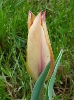 tulipa botanique mauritiana cindy