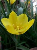 tulipa botanique montana jaune 1