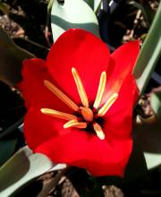 tulipa botanique montana rouge lzpfw