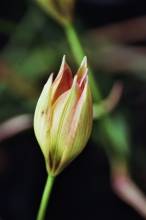 tulipa botanique orphanidea flava1 jpg